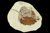 Miocene Fossil Leaf (Populus) - Augsburg, Germany #139447-1